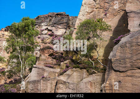 Birken wachsen in die Felswand am Mühlstein Rand in der Nähe von Hathersage im Peak District, Derbyshire. Stockfoto