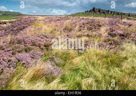 Sommer Gräser und blühende Heide unter über Owler Tor im Peak DIstrict an einem sonnigen Sommertag. Stockfoto