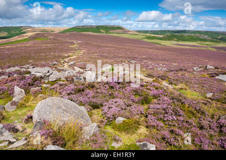 Sommer, Heidekraut blühen im Moor in der Nähe von Hathersage, Derbyshire, Blick aus über Owler Tor zu Higger Tor. Stockfoto