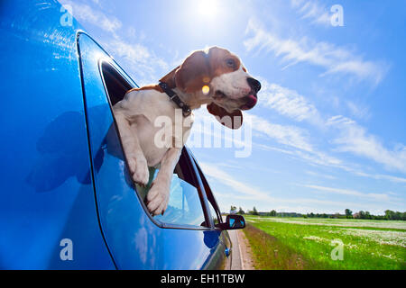 Die süße Beagle reist in blaues Auto Stockfoto