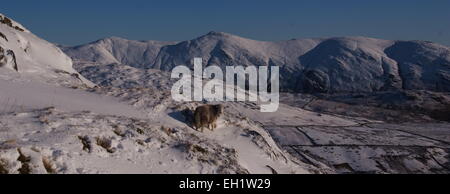 Herdwick Schafe im Schnee. Winter am roten Geröllhalden, die Kentmere Fells aus roten Geröllhalden Kirkstone Lakeland Panorama Pass Stockfoto