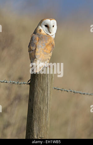 Wilde Schleiereule auf einen Zaunpfahl Stockfoto