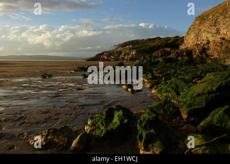 Silverdale Sands Silverdale Halbinsel Kalkstein Klippen Strand bewaldeten Klippen Jenny browns Point Gibraltar Point grüne Algen Stockfoto