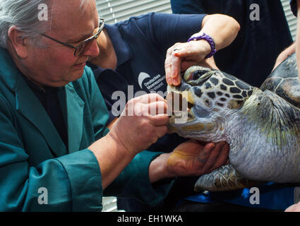 Stralsund, Deutschland. 5. März 2015. Dieter Goebel (M) und Zoo Tierpfleger Tierarzt untersuchen eine 33 Jahre alte grüne Meeresschildkröte (lat. Chelonia Mydas) im Meeresmuseum in Stralsund, Deutschland, 5. März 2015. Die Gesundheits-Checks umfassen Probenahme und umfangreiche Shell Wartung. Dies ist einer der fünf Riesenschildkröten in Stralsund ansässig. Bildnachweis: Dpa picture Alliance/Alamy Live News Stockfoto