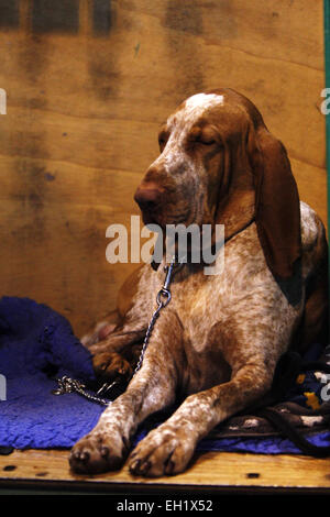 Birmingham, Vereinigtes Königreich. 5. März 2015. Ein Bracco Italiano fühlt sich das Tempo auf Crufts begonnene heute in Birmingham, Großbritannien. Bildnachweis: Jon Freeman/Alamy Live-Nachrichten Stockfoto