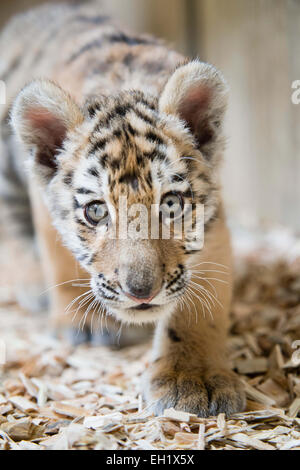 Tierpark Berlin, Deutschland. 5. März 2015. 12 Wochen alten Baby Tigerin Spaziergänge Alisha ihren Käfig im Tierpark Berlin, Deutschland, 5. März 2015. Der kleine Amur-Tiger bewegt sich in Eberswalde Zoo am 10 März. Foto: GREGOR FISCHER/Dpa/Alamy Live News Stockfoto