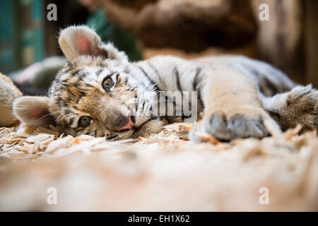 Tierpark Berlin, Deutschland. 5. März 2015. 12 Wochen alten Baby Tigerin Alisha liegt in ihrem Käfig im Tierpark Berlin, Deutschland, 5. März 2015. Der kleine Amur-Tiger bewegt sich in Eberswalde Zoo am 10 März. Foto: GREGOR FISCHER/Dpa/Alamy Live News Stockfoto