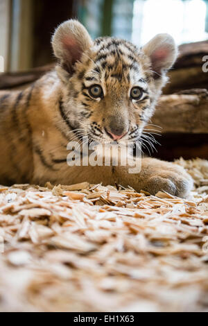 Tierpark Berlin, Deutschland. 5. März 2015. 12 Wochen alten Baby Tigerin Alisha sitzt in ihrem Käfig am Tierpark Berlin, Deutschland, 5. März 2015. Der kleine Amur-Tiger bewegt sich in Eberswalde Zoo am 10 März. Foto: GREGOR FISCHER/Dpa/Alamy Live News Stockfoto