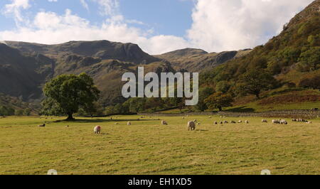 Hartsop Weiden. Weidenden Schafen Taube Felsspitze im Hartsop-Tal Stockfoto