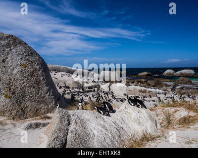 Afrikanische Pinguine, bekannt auch als Jackass Pinguine oder Black-footed Pinguine am Boulders Beach in Simons Town, Südafrika Stockfoto