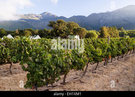 Wein in den Weinbergen im Western Cape in der Nähe von Kapstadt und Franschhoek, Südafrika, bei Sonnenaufgang. Querformat, Weitwinkel.