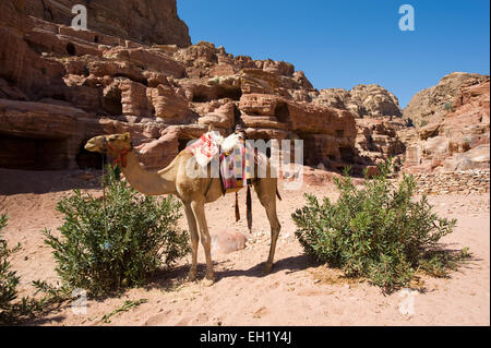 Ein Kamel warten zwischen zwei Büschen in Petra in Jordanien Stockfoto