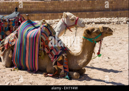 Zwei Kamele Festlegung und ruht in Petra in Jordanien Stockfoto