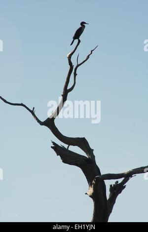 Ein Wasservögel sitzt an der Spitze eines großen Toten Baumes. Meister von allem, was, die er Umfragen. Stockfoto