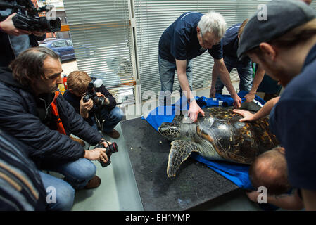 Stralsund, Deutschland. 5. März 2015. Als Mitglieder der Medien-Blick auf wird eine 33 Jahre alte grüne Meeresschildkröte (lat. Chelonia Mydas) während der jährlichen Tier Prüfung in das Meeresmuseum in Stralsund, Deutschland, 5. März 2015 behandelt. Die Gesundheits-Checks umfassen Probenahme und umfangreiche Shell Wartung. Dies ist einer der fünf Riesenschildkröten in Stralsund ansässig. Bildnachweis: Dpa picture Alliance/Alamy Live News Stockfoto