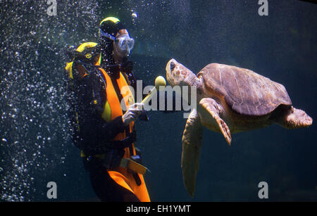 Stralsund, Deutschland. 5. März 2015. Ein Taucher lockt eine weibliche Karettschildkröte für die jährliche Tier Prüfung in das Meeresmuseum in Stralsund, Deutschland, 5. März 2015. Die Gesundheits-Checks umfassen Probenahme und umfangreiche Shell Wartung. Dies ist einer der fünf Riesenschildkröten in Stralsund ansässig. Bildnachweis: Dpa picture Alliance/Alamy Live News Stockfoto
