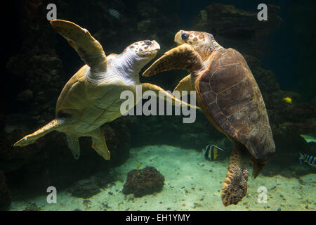 Stralsund, Deutschland. 5. März 2015. Männliche Karettschildkröte "Morla" schwimmen durch das Becken mit dem Partner vor der jährlichen Tierschau in das Meeresmuseum in Stralsund, Deutschland, 5. März 2015. Die Gesundheits-Checks umfassen Probenahme und umfangreiche Shell Wartung. Dies ist einer der fünf Riesenschildkröten in Stralsund ansässig. Bildnachweis: Dpa picture Alliance/Alamy Live News Stockfoto
