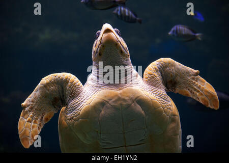 Stralsund, Deutschland. 5. März 2015. Eine weibliche Unechte Karettschildkröte (lat. Caretta Caretta) schwimmen durch den Pool vor der jährlichen Tierschau in das Meeresmuseum in Stralsund, Deutschland, 5. März 2015. Die Gesundheits-Checks umfassen Probenahme und umfangreiche Shell Wartung. Dies ist einer der fünf Riesenschildkröten in Stralsund ansässig. Bildnachweis: Dpa picture Alliance/Alamy Live News Stockfoto