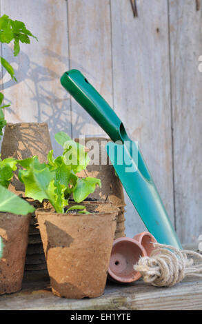Salat-Sämlinge in biologisch abbaubaren Topf und Gartengeräten auf hölzernen Hintergrund Stockfoto