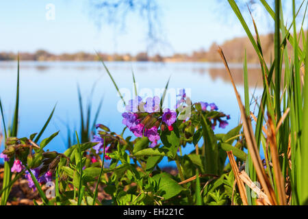 Lungenkraut Blume an einem See im Frühling Stockfoto