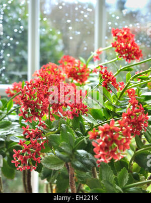 Nahaufnahme auf einer roten Kalanchoe Blume vor Fenster mit Regentropfen Stockfoto