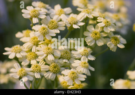 Aurinia Inselbogens, Alyssumsaxatile var.compactum. Korb mit Gold, Goldentuft Alyssum, Rock Scharfkraut, Goldstaub, golden Alyssum, gol Stockfoto