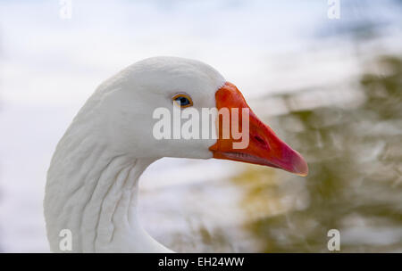 Weiße Gans Profilbildnis hautnah Stockfoto