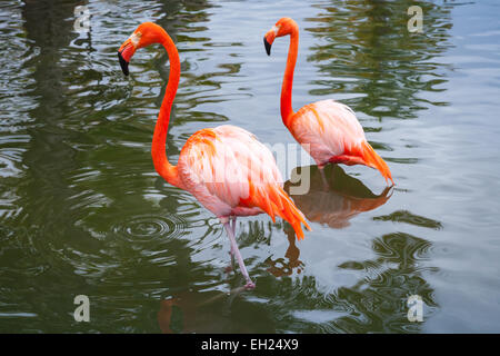 Zwei rosa Flamingos, die zu Fuß in das seichte Wasser Stockfoto