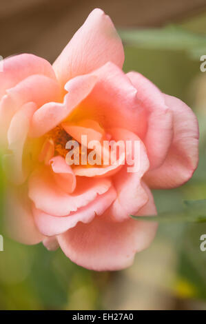 Rosa bis Apricot Mischung Teehybride stieg Helen Traubel Entfaltung Stockfoto