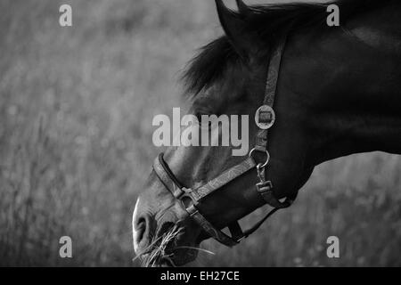 Ein weißes Bild eines Pferdes mit einigen Rasen auf einer Wiese schwarz Stockfoto