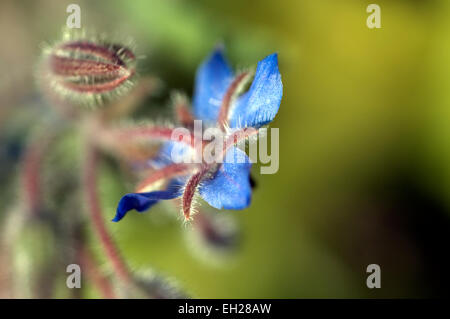 Borretsch-Blüte Stockfoto