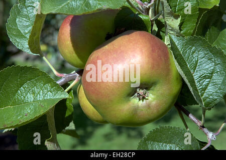 Bramley Apfel auf dem Baum Stockfoto