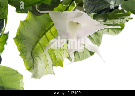 Engelstrompeten Brugmansia Blume Stockfoto