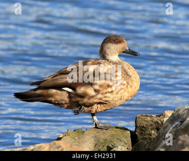 Patagonische Crested Duck, Lophonetta Specularioides Specularioides in Ushuaia, Argentinien, Südamerika. Stockfoto