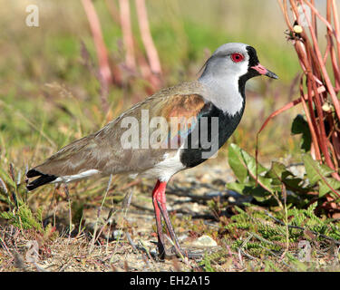 Südliche Kiebitz, Vanellus sp., in Ushuaia, Argentinien. Stockfoto