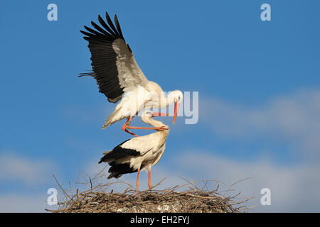 Weißstörche, Hessen, Deutschland Stockfoto