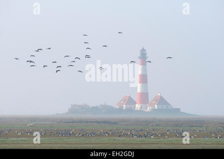 Wildgänse vor Westerheversand Leuchtturm, Halbinsel Eiderstedt, Westerhever, Deutschland Stockfoto