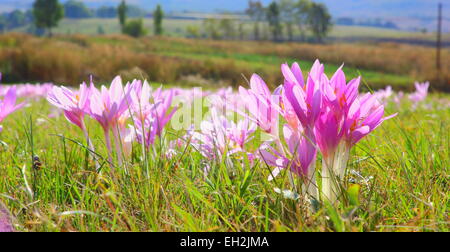 Detail einer Herbstzeitlose (Colchicum Autumnale) im Feld Stockfoto