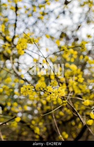 Blühende Hartriegel - Cornus Mas Kornelkirsche Kirsche, Europäische Kornelkirsche Stockfoto