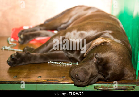 Birmingham, Vereinigtes Königreich. 5. März 2015. Tag eins der Crufts Dog Show Birmingham Credit: Charlie Bryan/Alamy Live News Stockfoto