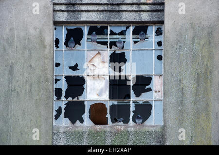 Tauben auf einem verlassenen Industriegebäude Fenster in Selkirk, Scottish Borders, Schottland sitzen. Stockfoto