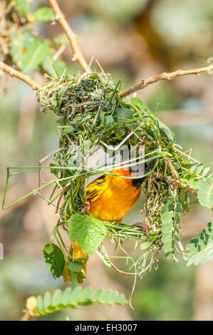 Eine männliche Webervogel bussy bauen ein Nest, mit denen er eine Frau zu beeindrucken. Stockfoto