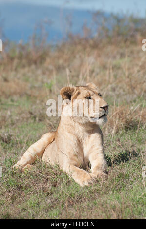 Eine Löwin ruht in den Rasen auf einem Hügel in der Ngorongoro Crater in Tansania. Stockfoto