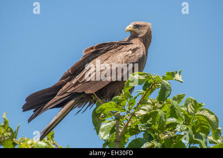 Eine gelbe abgerechnet Kite sitzt in einer Baumkrone und wartet auf die nächste Gelegenheit, etwas zu essen zu ergattern. Stockfoto