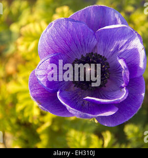 Große blaue Blume Anemone in den Garten, Nahaufnahme Stockfoto