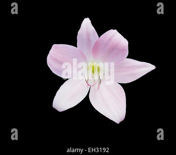 Rosa Lilie Blume Closeup isoliert auf schwarz. Stockfoto