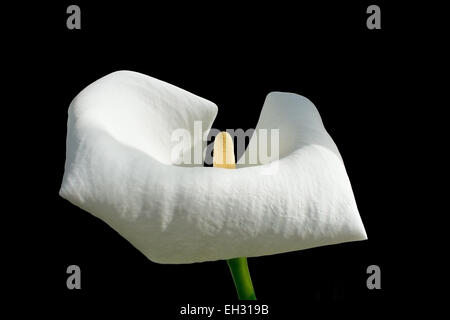 Einzelne weiße Calla Blume isoliert auf schwarz. Stockfoto