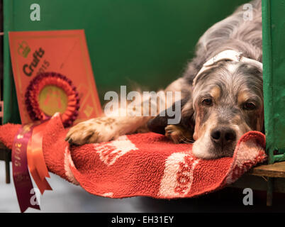 Birmingham, Vereinigtes Königreich. 5. März 2015. Crufts 2015 im NEC Birmingham, UK Credit: Rebecca Goutorbe/Alamy Live-Nachrichten Stockfoto