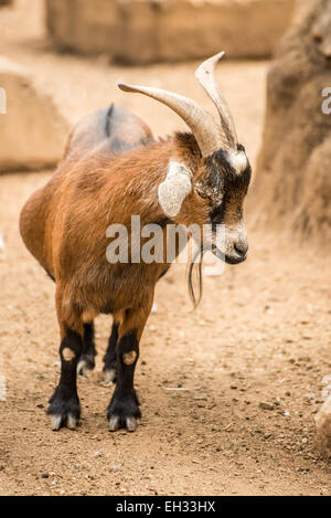 Eine Pygmäe Ziege steht auf ihren eigenen in der Ziegen Gehäuse. Stockfoto