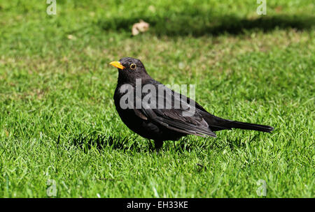 Europäische Amsel im Rasen Neuseeland Stockfoto